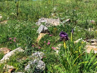 Gilboa iris. Iris haynei Baker. Gilboa Iris Blooming in the natural environment. Israel