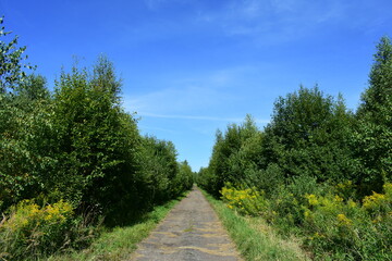 Plakat road in the forest