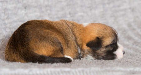 small welsh corgi pembroke puppy