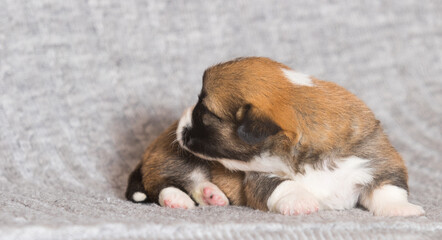 small welsh corgi pembroke puppy