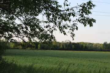 trees in the field
