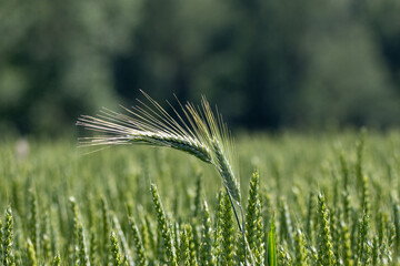 wheat field in the wind