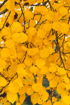 Close up picture of yellow autumn leaves, as seasonal wallpaper with bright shade. Orange leaves pattern, as copy space concept and fall background. 