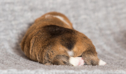 newborn welsh corgi pembroke puppy lying on a blanket