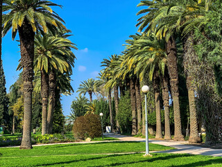 Palm alley on blue sky background