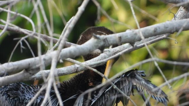 Anhinga in pond mp4 4k ..