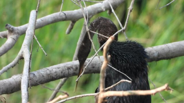 Anhinga chilling on pond ...