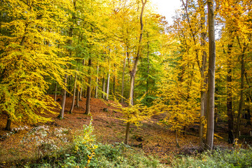 Herbst im Wald mit bunten Blättern