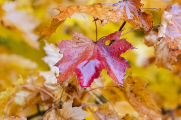 brightly colored leaves in autumn