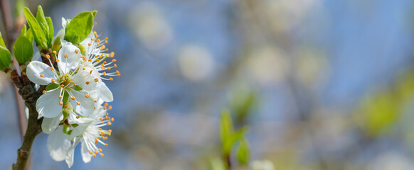 Dekoration / Panorama/ Web: Blüten in einem Obstbaum im Frühling