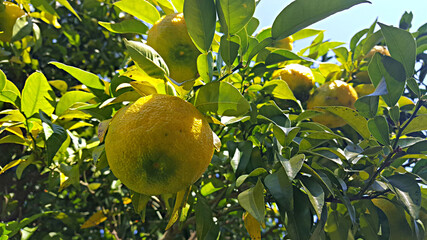 유자나무 유자열매 유자