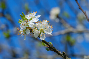 Wundersch&ouml;ne Bl&uuml;ten an einem Obstbaum vor blauem Himmel im Fr&uuml;hling
