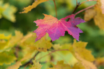 Fototapeta premium brightly colored leaves in autumn