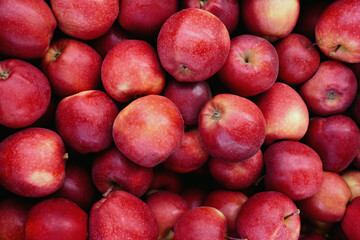 perfect red apples fresh from the garden as background or texture