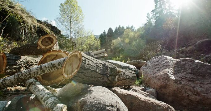 In mountainous areas, trees are cut down. Mass deforestation. The camera is in motion.Close-up of felled trees. 4K video