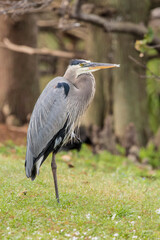 Great Blue Heron (ARDEA herodias)  on one leg with feathers in mouth
