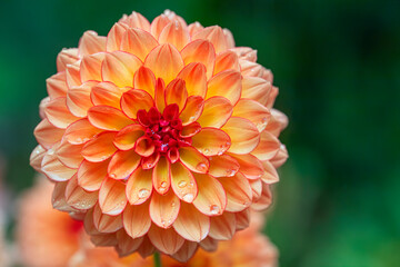 looking straight into a tequila sunrise dahlia bloom after a rain fall