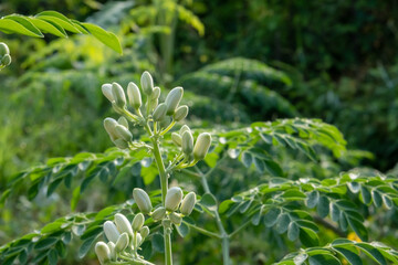 Fototapeta premium The white buds of the tree
