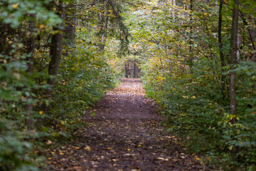 Forest with autumnal colored leaves