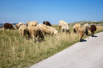 Obraz premium White and brown sheep graze in the meadow by the road. Flock of sheep