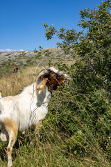 White goat grazes in the meadow