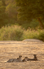 Three cheetahs relaxing in the African savannah, seen on safari in south Africa during sunset. 