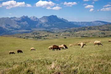 Naklejka na ściany i meble White and brown sheep graze in the meadow. A flock of sheep against the backdrop of picturesque mountains
