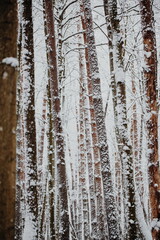 Fototapeta premium coniferous tree trunks in the snow, forest, tree