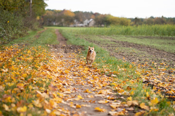 Szczęśliwy mały pies biegający jesienią po liściach w obszarach wiejskich - obrazy, fototapety, plakaty
