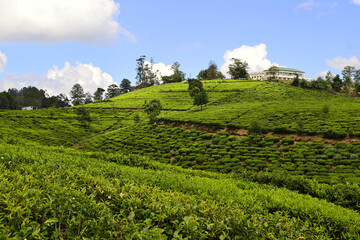 Fototapeta na wymiar Ceylon tea plantation and tea factory building on the hill. Fresh green tea plantations and blue sky. Nuwara Eliya, Sri Lanka