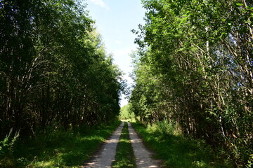 Fototapeta na wymiar path in the forest