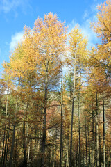 Trees in a wood in Autumn	