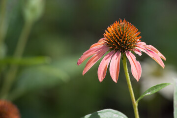 Coneflower blooming in the sunshine