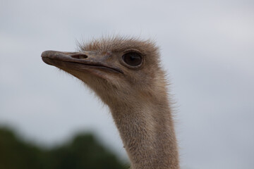 Ostrich outdoors