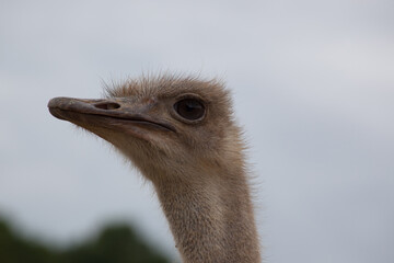 Ostrich outdoors