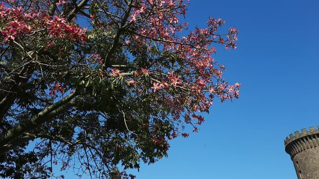 Naples, Italy. October 22th, 2020. Main facade of Castel Nuovo in Via Vittorio Emanuele III in a sunny October day and wonderful flowering tree.
