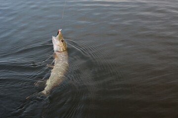 Summer fishing, pike fishing, spinning on the lake