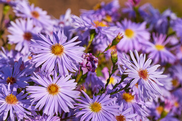 Obraz premium Chrysantheme im Garten