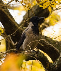 The hooded crow (Corvus cornix)