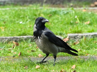 The hooded crow (Corvus cornix)