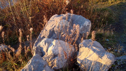 the leaves turn yellow the beginning of autumn the sun seeps through the branches and leaves of trees