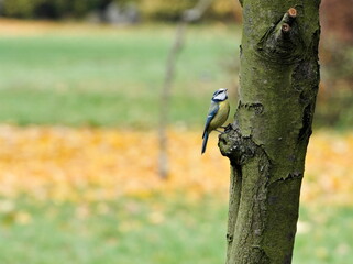 bird on a tree, Eurasian blue tit (Cyanistes caeruleus)