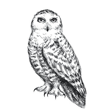 Snowy owl sketch, pen and ink bird isolated on white background. Vintage vector illustration.