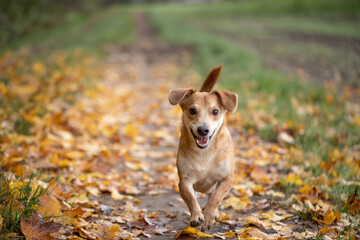 Szczęśliwy mały pies biegający jesienią po liściach w obszarach wiejskich - obrazy, fototapety, plakaty