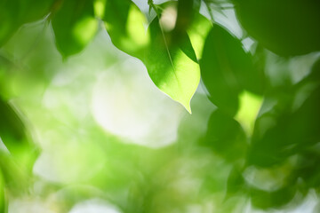 Closeup nature view of green leaf under sunlight on blurred greenery background with copy space using as background natural green plants landscape, ecology, fresh wallpaper concept.
