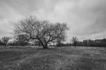 Autumn black and white landscape. Luxurious apple tree without leaves in a meadow.