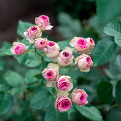 Close-up bouquet of pink blooming rose bush called Mimi Eden Floribunda. A pink roses in bloom. Fresh garden pink roses bouquet outside in summer.