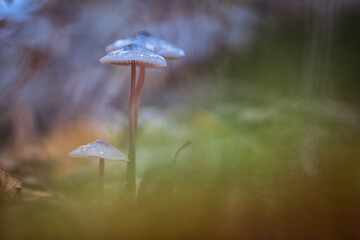 mushroom in a fairytale forest