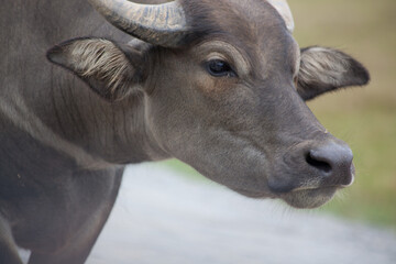 Cow with horns outdoors
