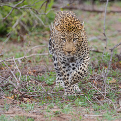 Fototapeta na wymiar Leopard male walking Sabi Sands game reserve in the Greater Kruger Region in South Africa